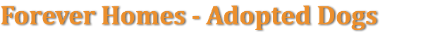 Forever Homes - Adopted Dogs