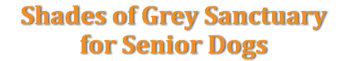Shades of Grey Sanctuary for Senior Dogs